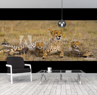 Picture of Mother cheetah and her cubs in the savannah Kenya Tanzania Africa National Park Serengeti Maasai Mara An excellent illustration